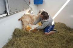 Helping baby goat eat