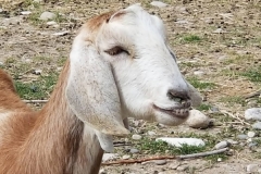 IMG_20180313_171034_838