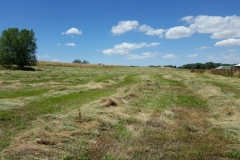 First cut of hay