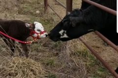 Screenshot_20180313-171658