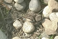 killdeer baby