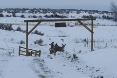 Deer visitors